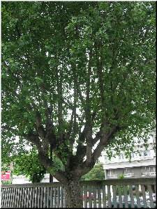 Outra no patio dos m&aacute;is pequenos