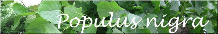 Populus nigra