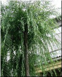 Salgueiro no xard&iacute;n do colexio