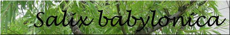 Salix babylonica