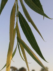 Cambio de cor no outono