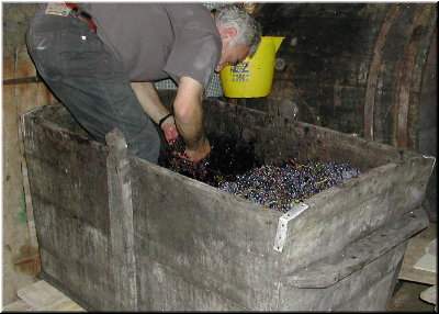 pisando uvas na arca