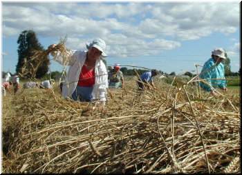 Mulleres atando os feixes
