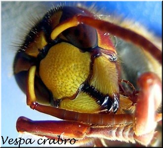 Vespa crabro