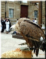 Agu&iacute;a usada en cetrer&iacute;a