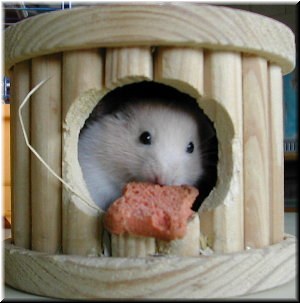 &Eacute;l &eacute; Bello