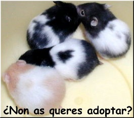 Fillas de Bess e Bello