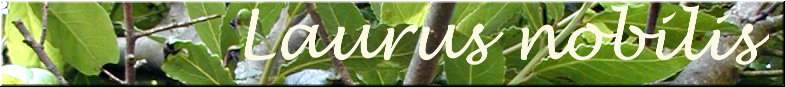 Laurus nobilis