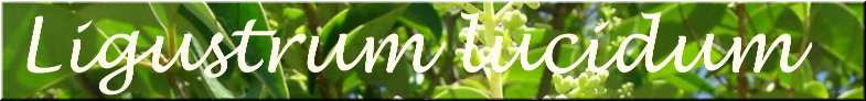 Ligustrum lucidum