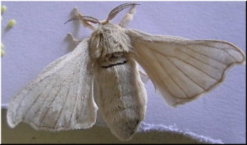 A bolboreta femia despois da posta dos ovos