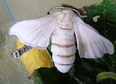 Mariposa, envolta de f&iacute;o e verme de seda