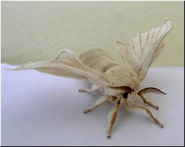 Cansa de po&ntilde;e-los ovos