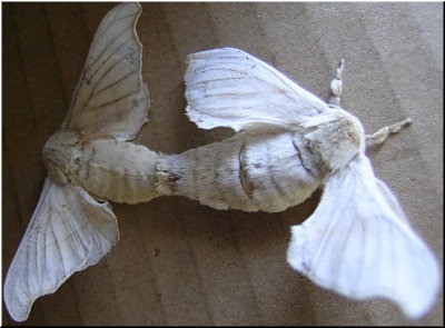 Un momento da fecundaci&oacute;n