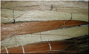 m&eacute;dula de xunco