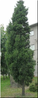 Alcipreste do colexio