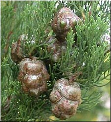 Conos feminino smaduro