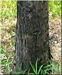 Tronco do alcipreste