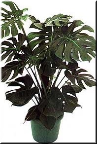 costela de Ad&aacute;n