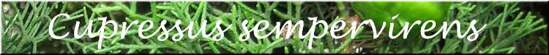 Cupressus sempervirens