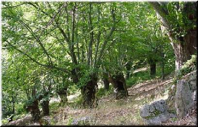 Souto ourens&aacute;n