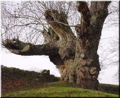 Casti&ntilde;eiro moi vello