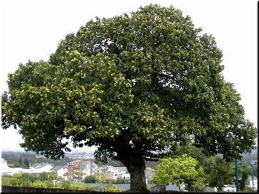 Un casti&ntilde;eiro en Cospeito