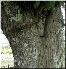 Tronco dun casti&ntilde;eiro