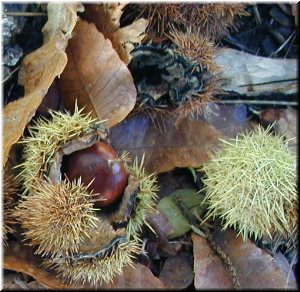 Distintas fases do froito