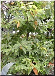 Casti&ntilde;eiro do patio