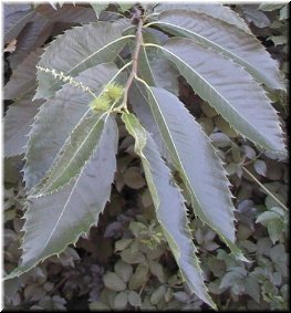 Follas, flores e froitos