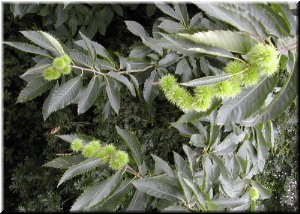 Ramas, follas e froitos