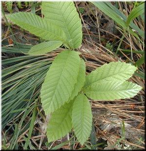 Casti&ntilde;eiro novo