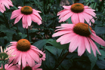 Echinacea
