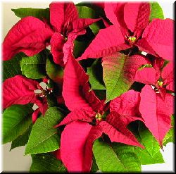 Poinsettia