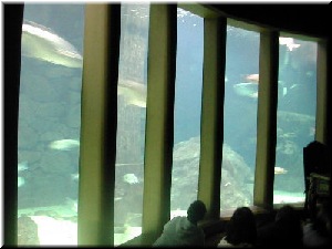 Espectacular Nautilus