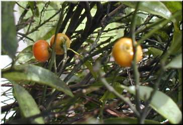 Froitos do mandarino