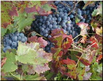uvas negras coas follas  atacadas polos &aacute;caros