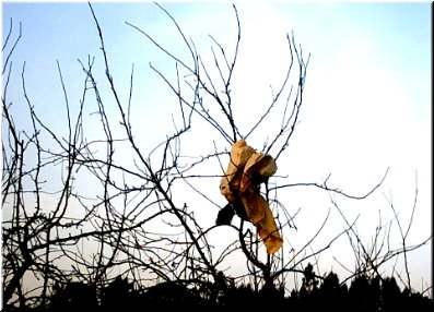 Lixo nas &aacute;rbores