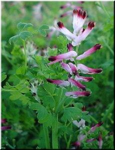 Fumaria officinalis
