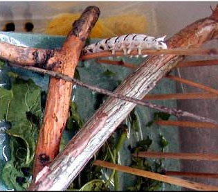 Verme escollendo o lugar axeitado