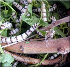 Primeiros fios de seda