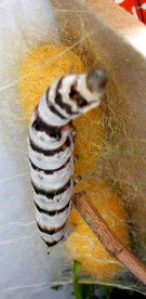 Verme comenzando o tecido