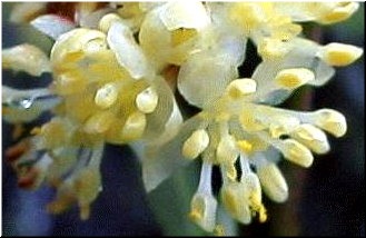 M&aacute;is de preto