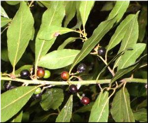 Bagas verdes e maduras