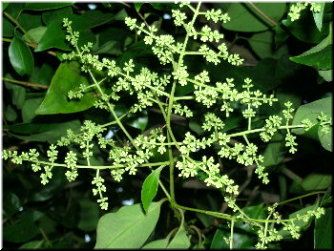 Flores en pan&iacute;cula