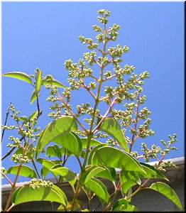 M&aacute;is ramas flores