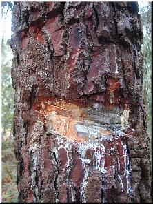 Destrozos nunha &aacute;rbore