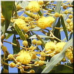 Acacia sp