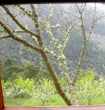 &Aacute;rbores froiteiras