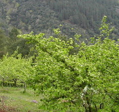 Un lugar especial para a froita